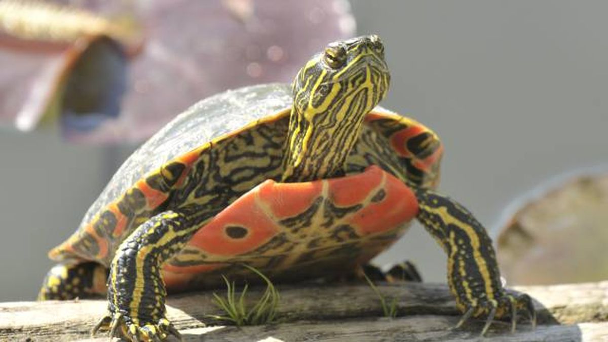 especies exoticas invasoras espana reptiles tortugas