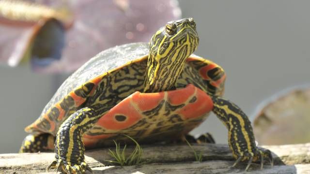 especies exoticas invasoras espana reptiles tortugas