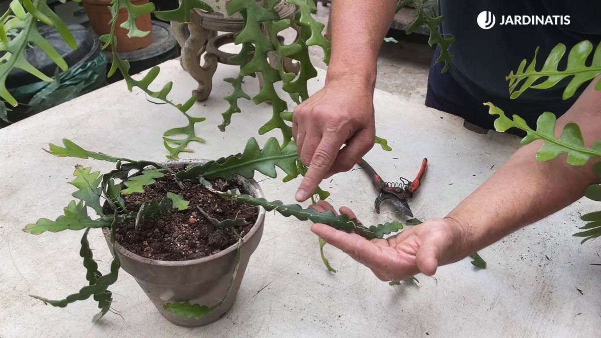 cactus espina de pescado cactus ric rac suculenta facil de cuidar jardinatis 18