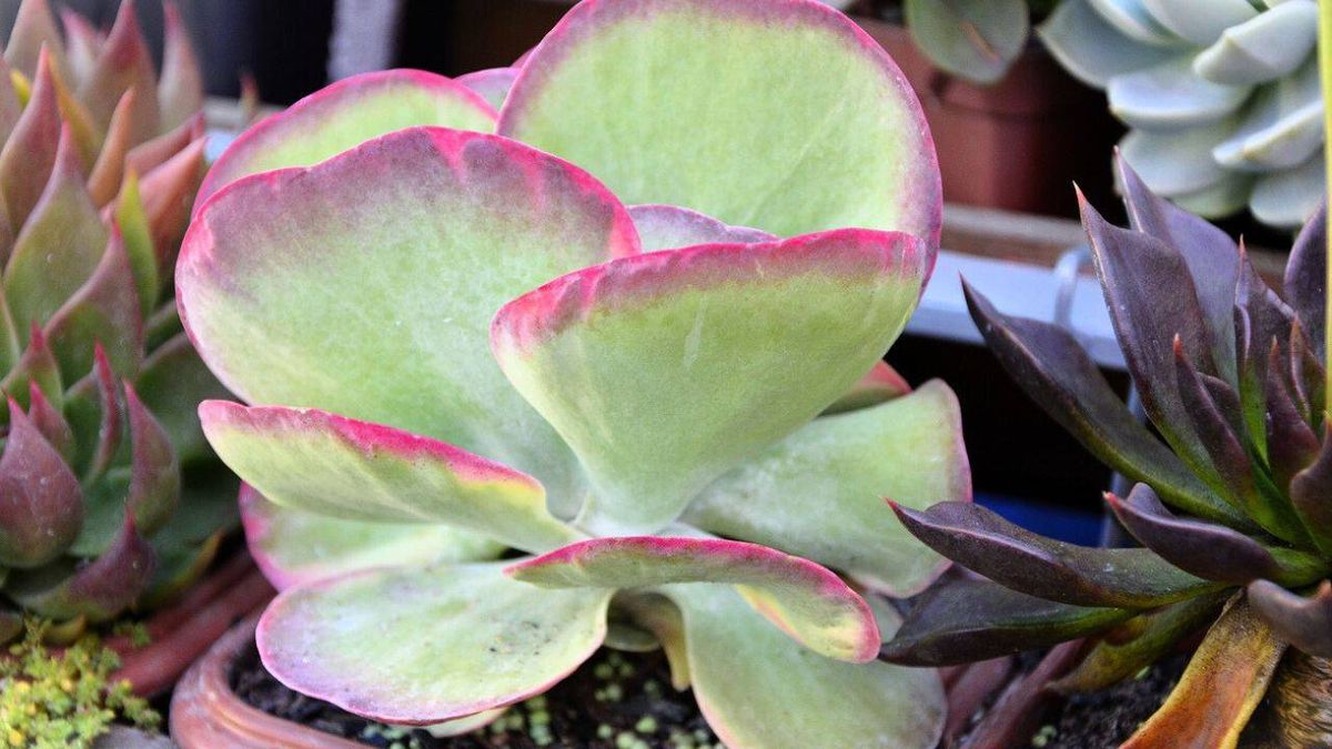 Las hojas del Kalanchoe thyrsiflora son muy decorativas