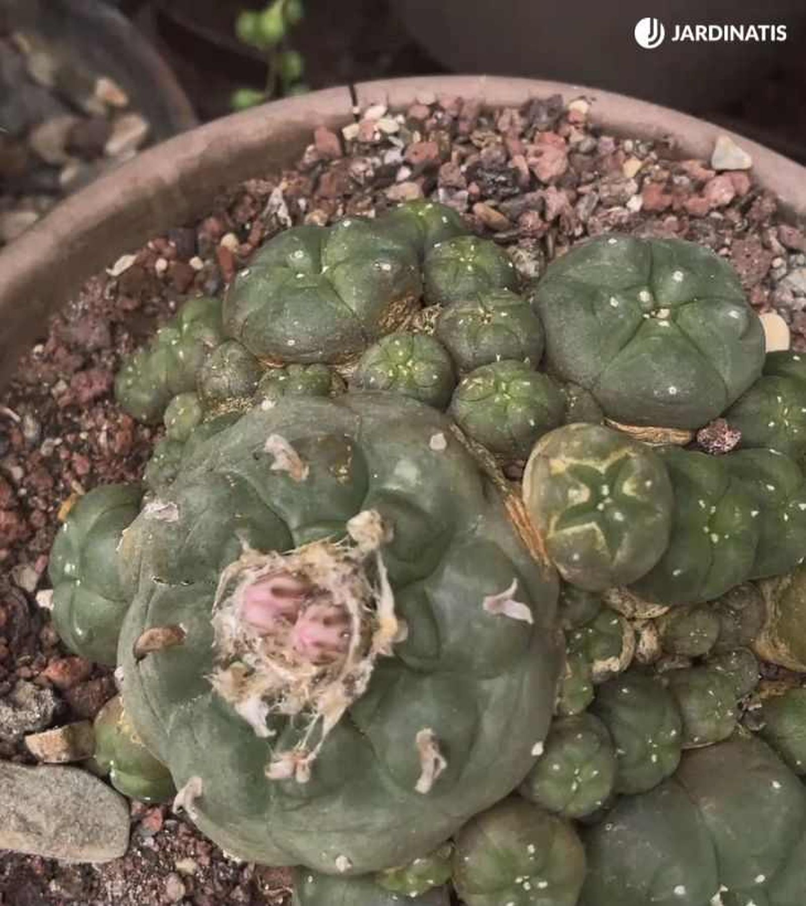 Cactus peyote de la colección de Iñigo Segurola