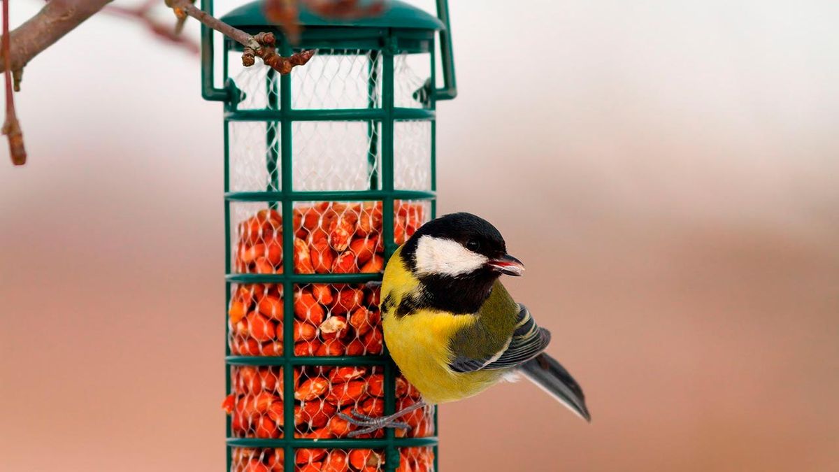 comederos pajaros invierno 2