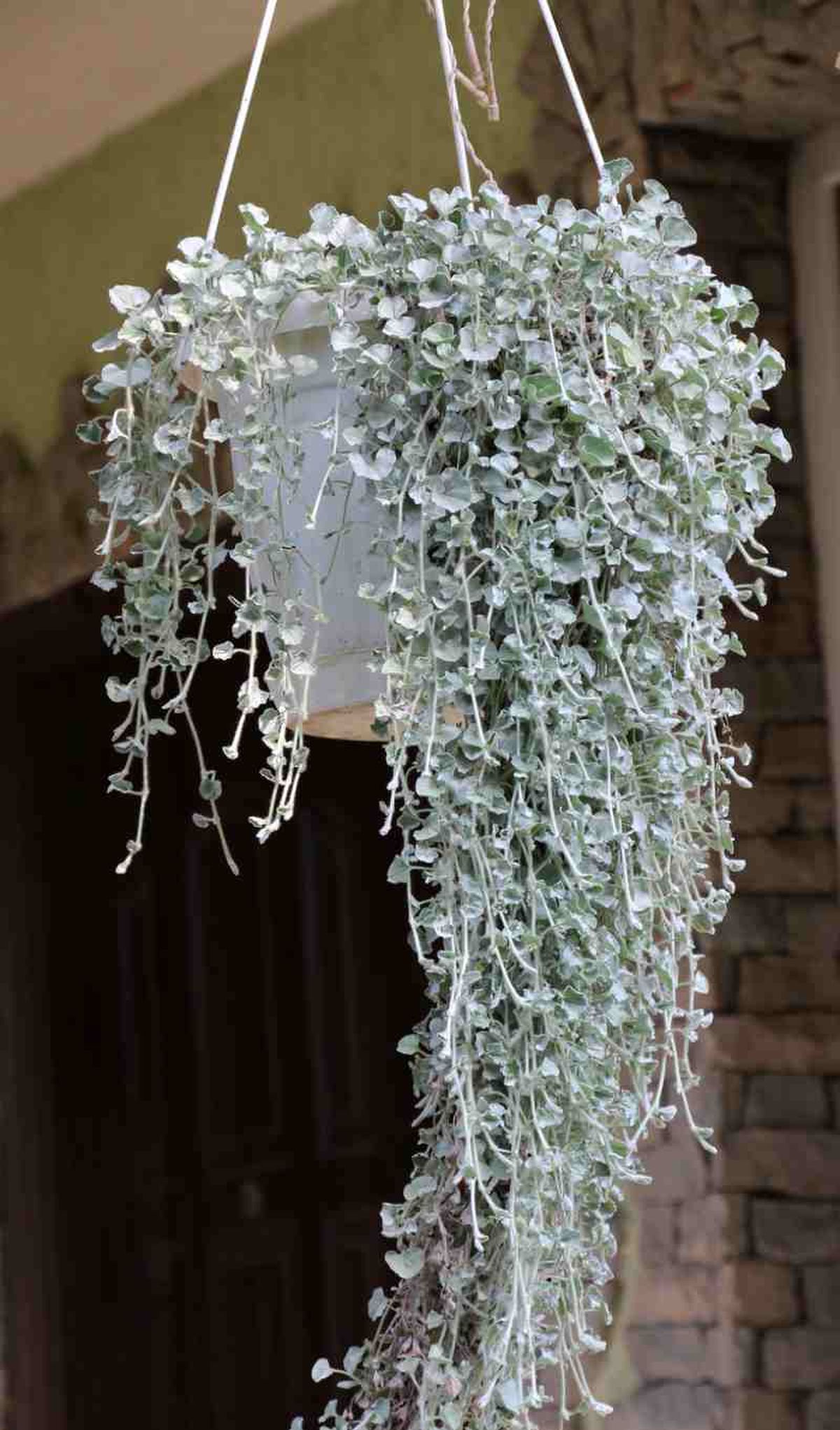 Dichondra repens de hoja más grisácea en maceta colgante.