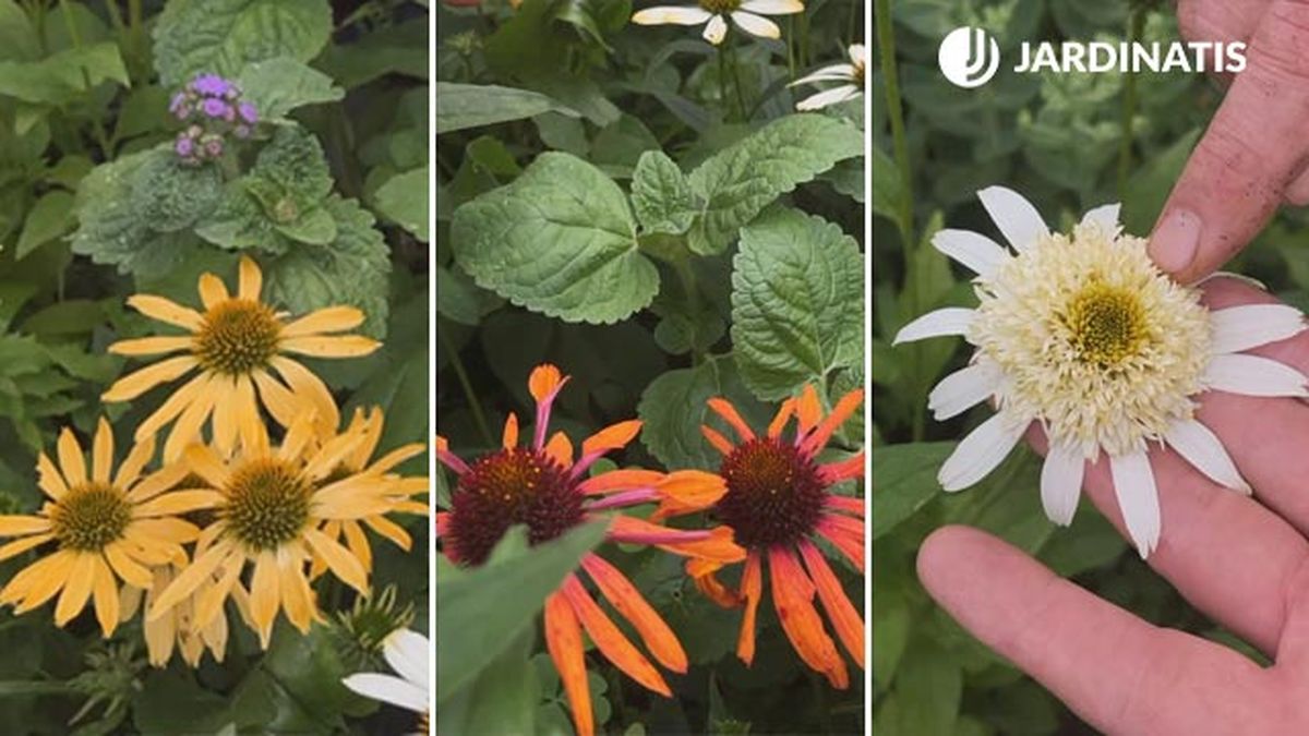 nuevas variedades de echinaceas jardinatis xl