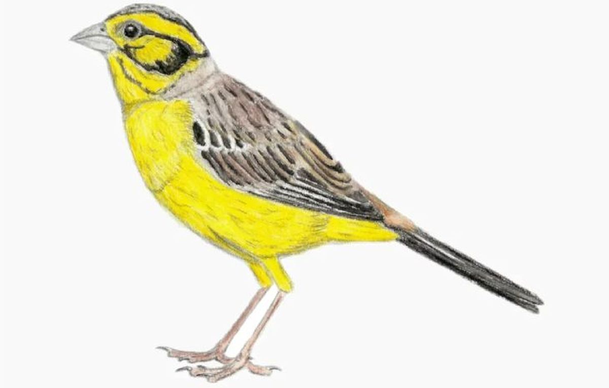 animales extintos patilargo