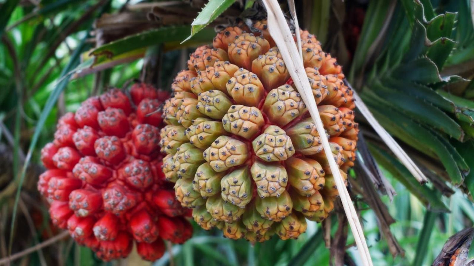 Fruta hala, fruta tropical
