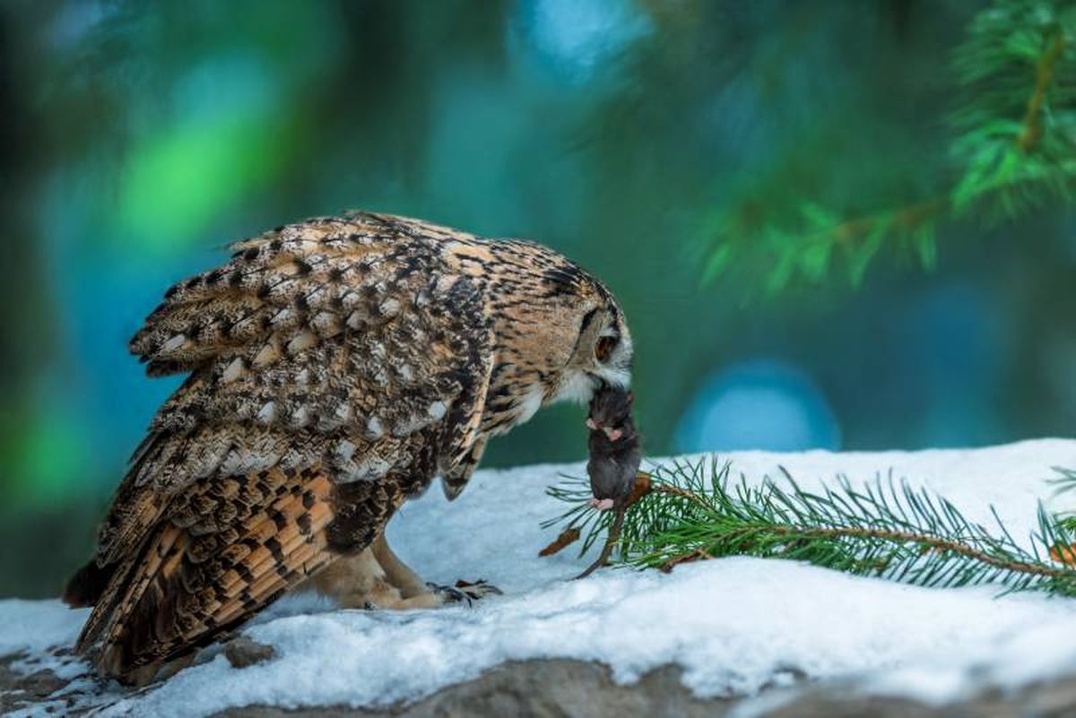 Su visión nocturna está diseñada para captar la mínima cantidad de luz.