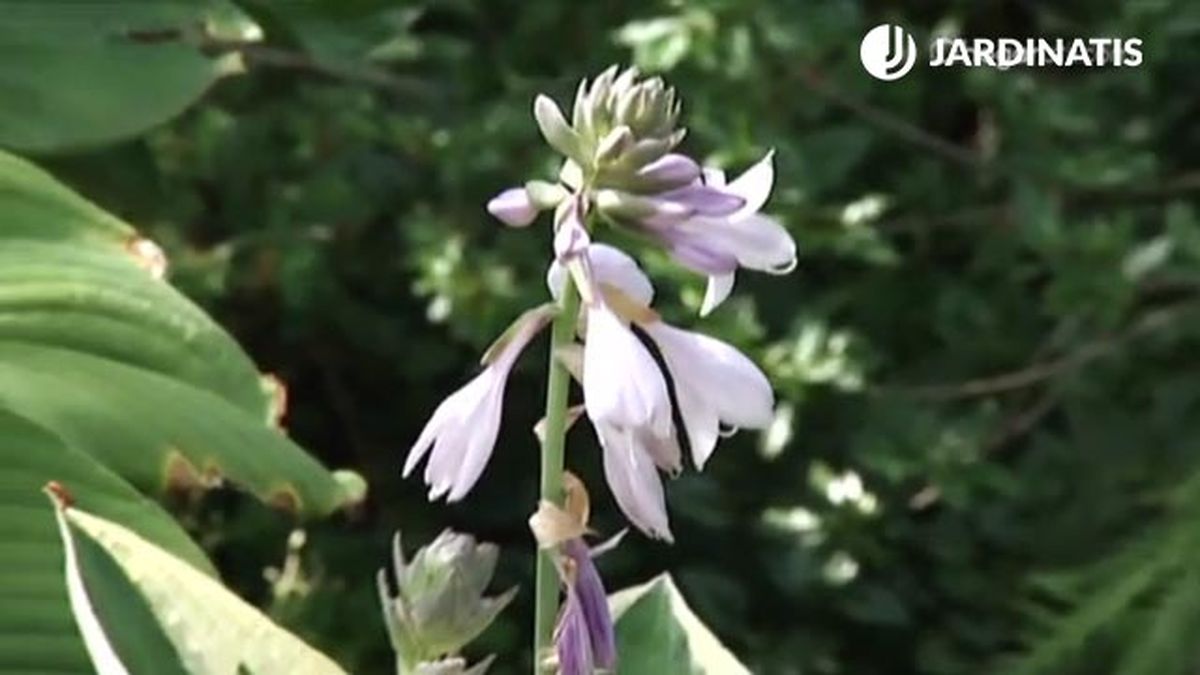variedad flor lila hostas y hermosas deco 454 jardin