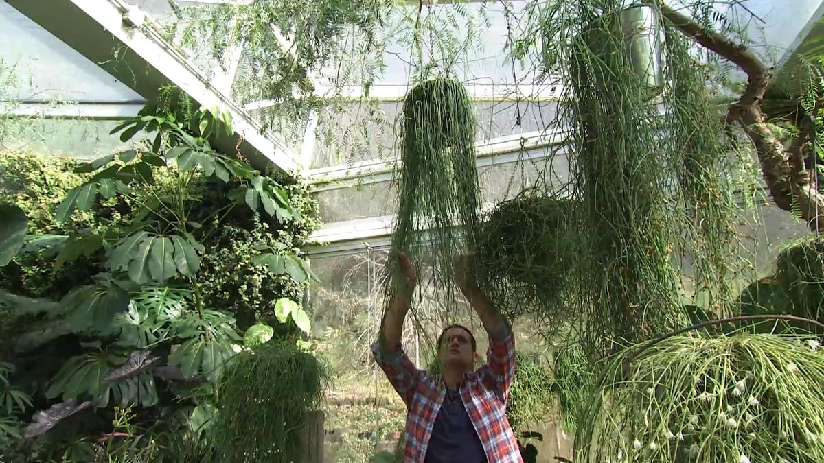 deco727 jardineria Rhipsalis  copas arboles