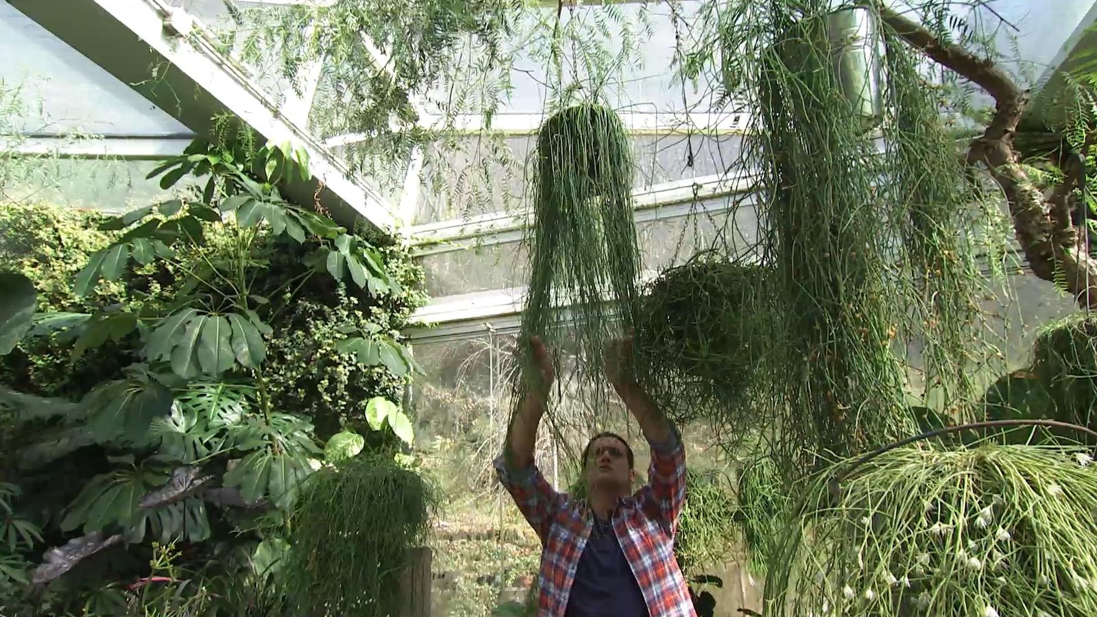 deco727 jardineria Rhipsalis  copas arboles
