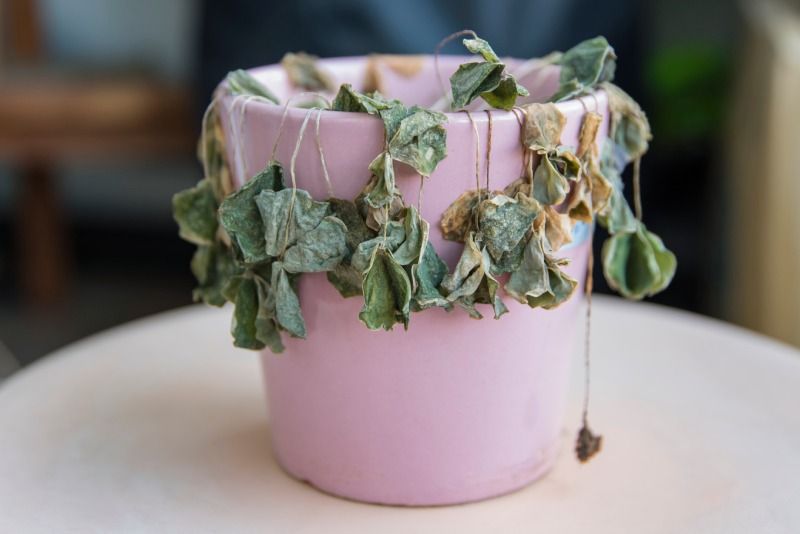 Planta muerta.