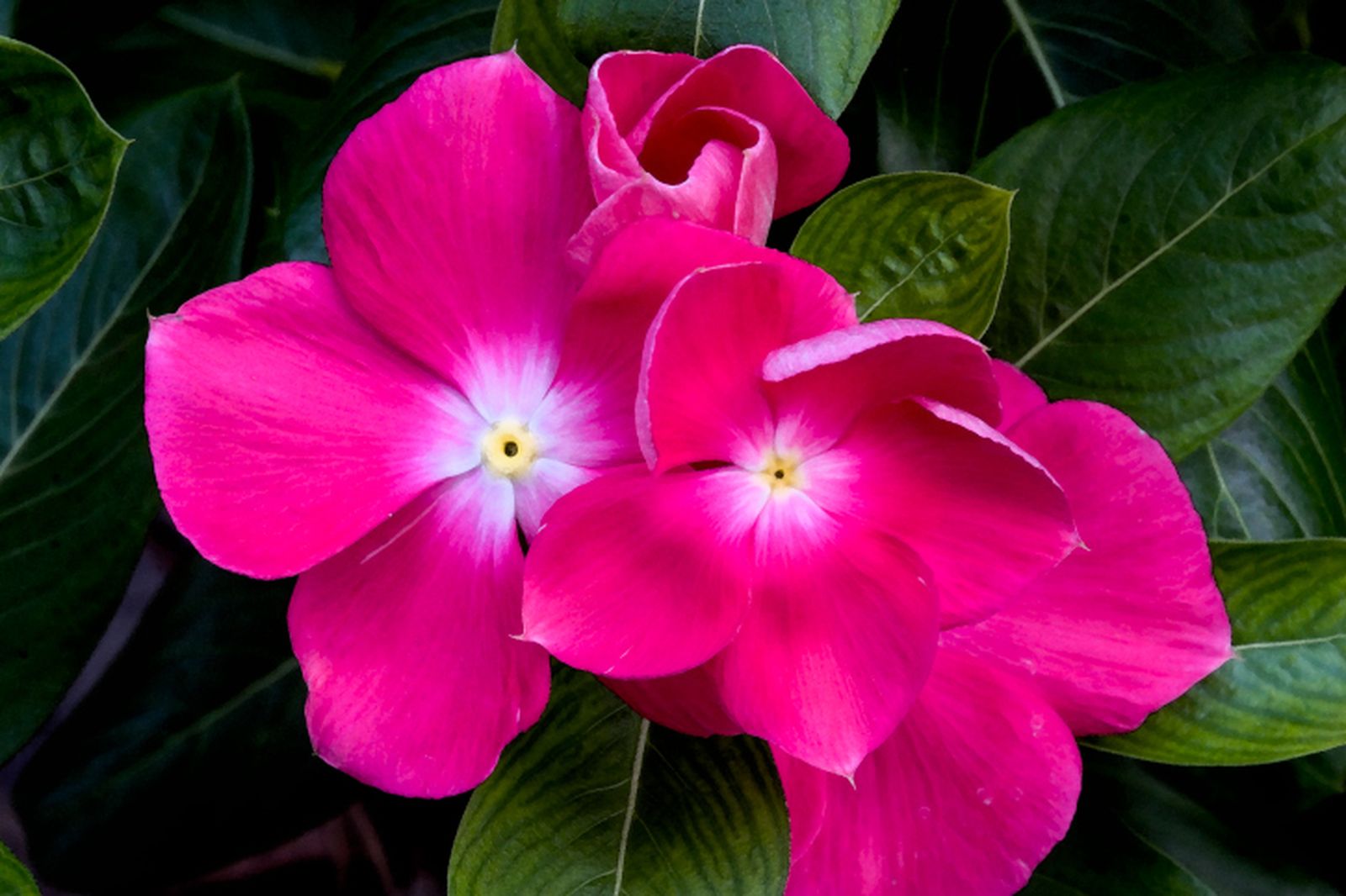 Cuidados de las alegrías guineanas