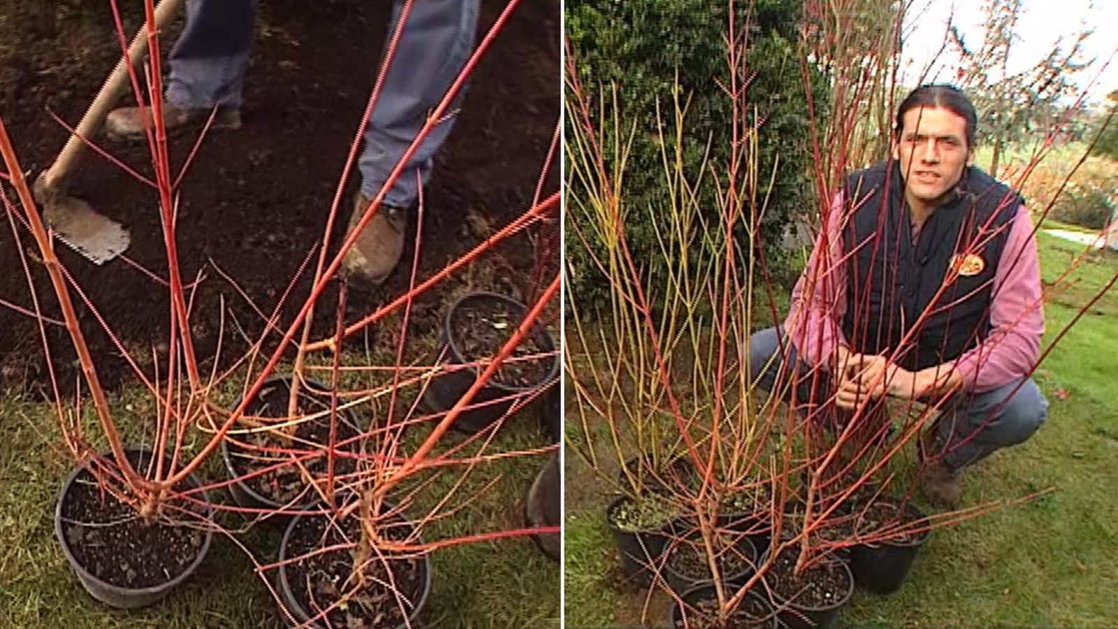 BRICO_JARDIN_320_Variedades de cornejos xl