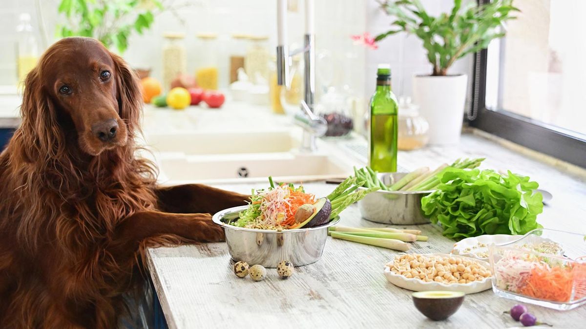 dieta light perros 2