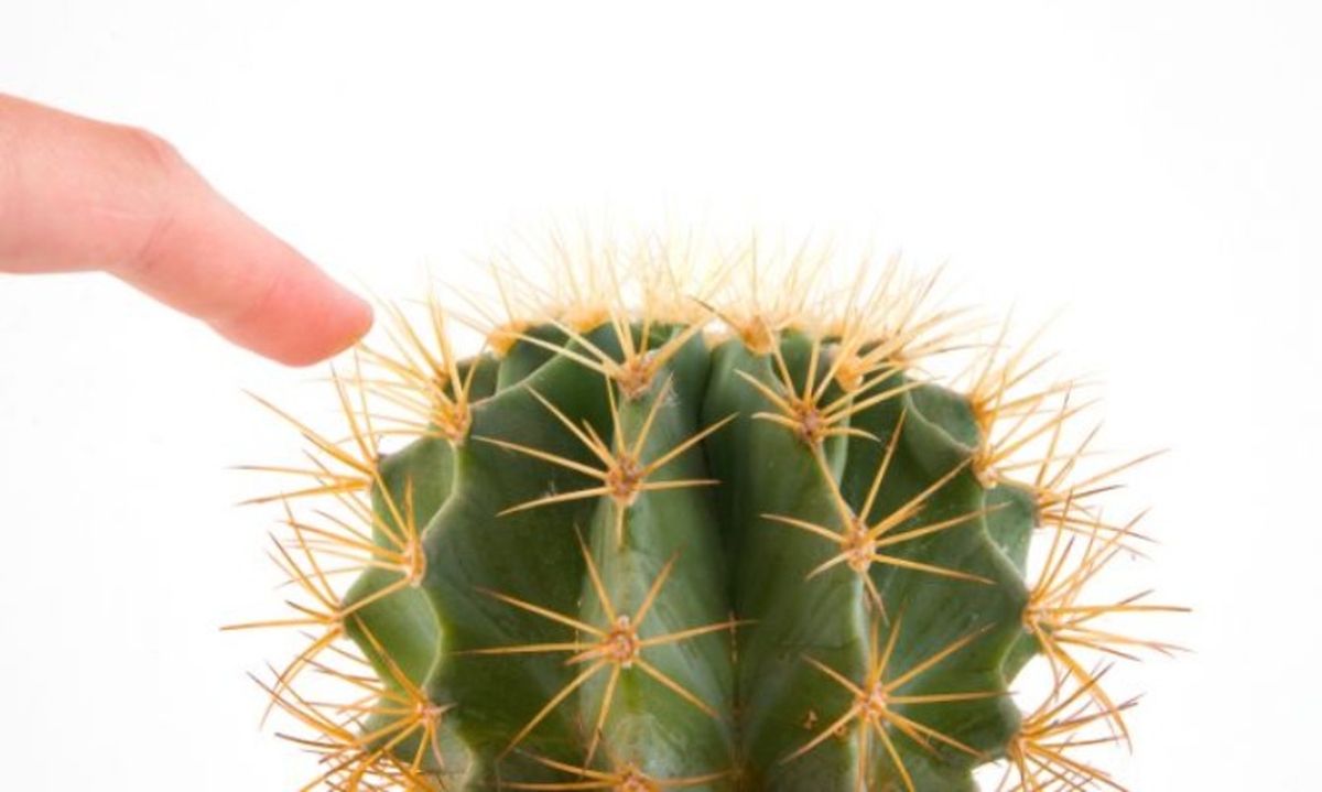 Las espinas de algunos cactus pueden estar muy afiladas
