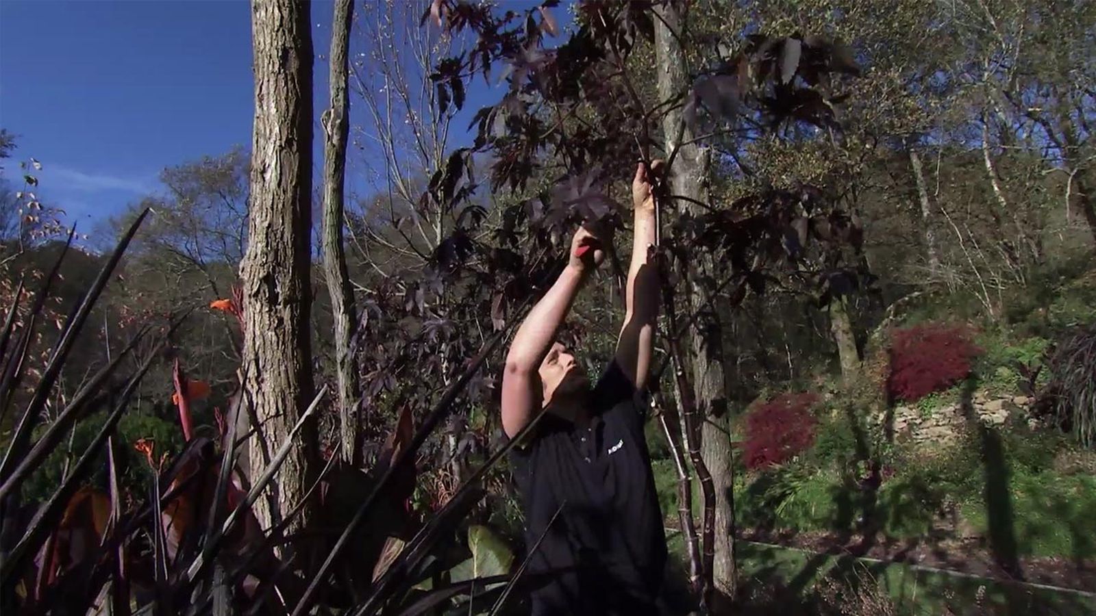 deco 757 jardin dos variedades de ricino xl