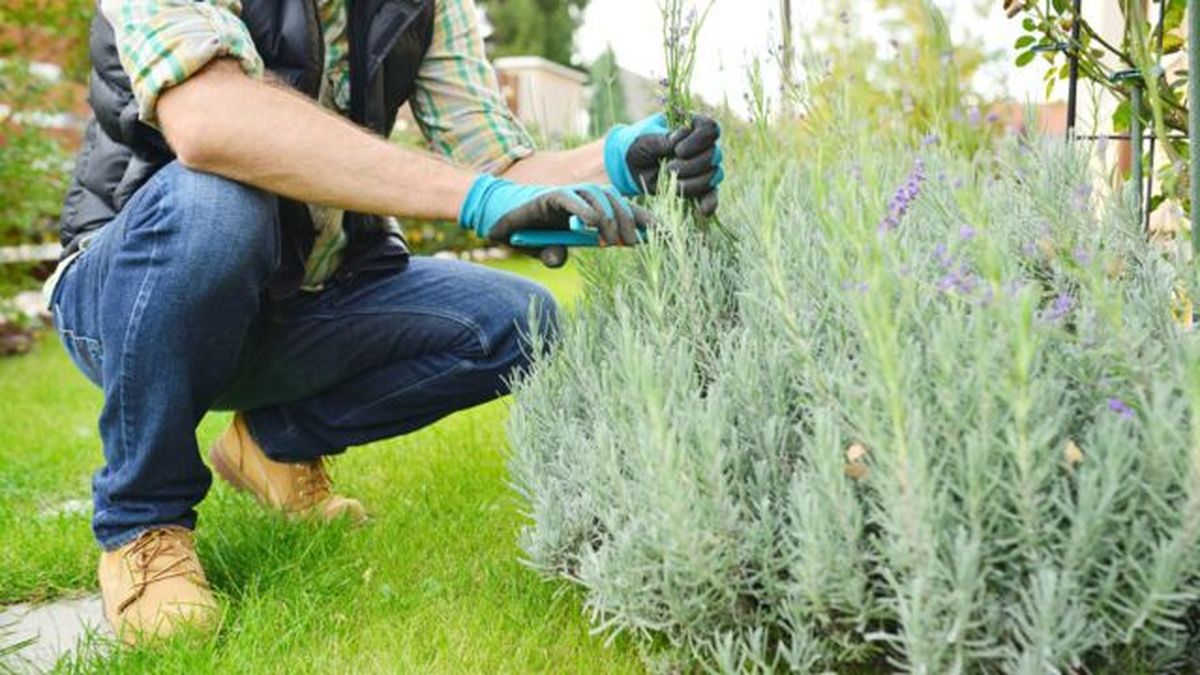 poda de la lavanda