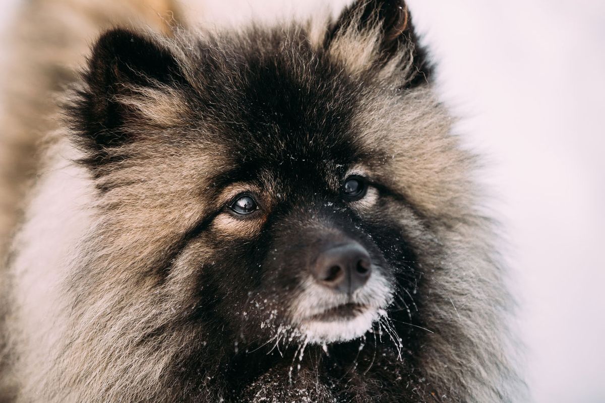 keeshond caracteristicas