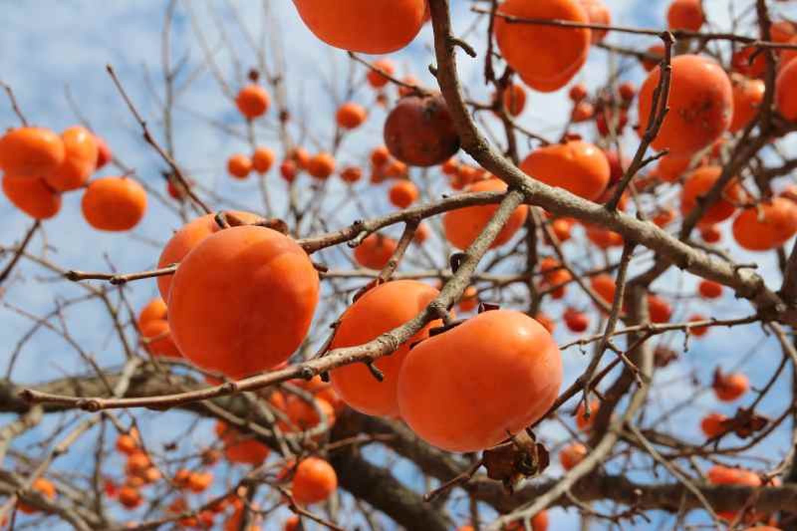 Kakis coreanos en el árbol en otoño