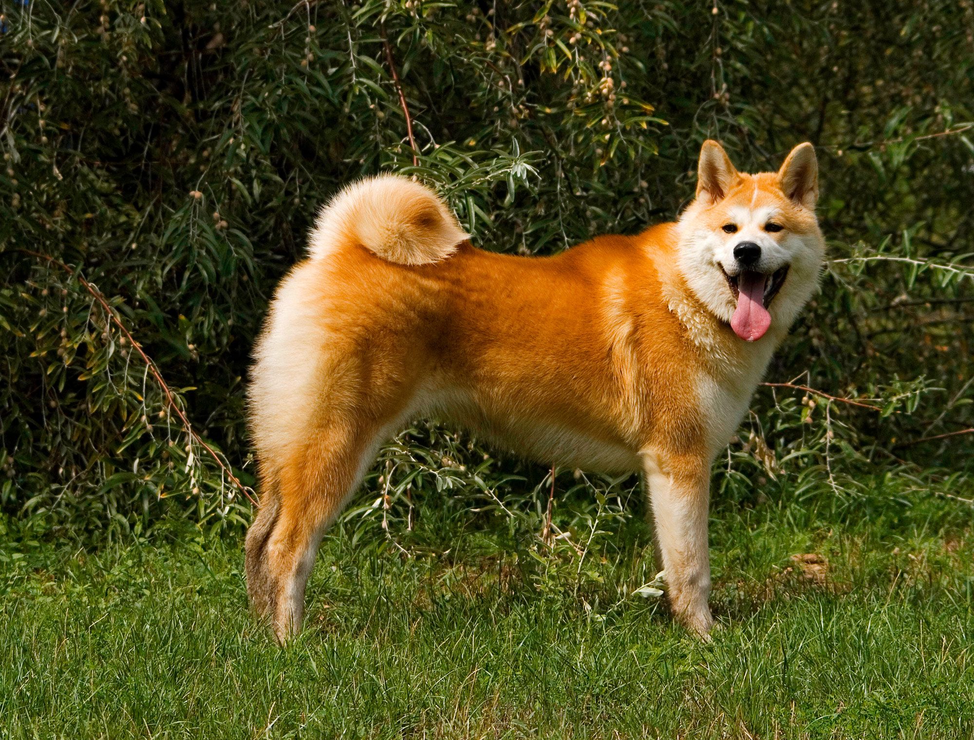 akita inu campo xl