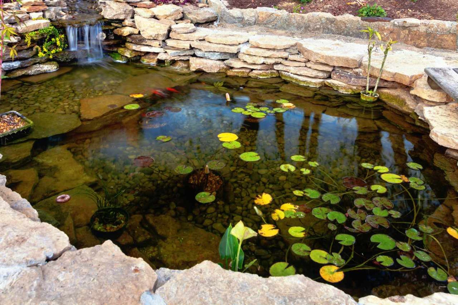 La planta más pequeña del mundo es acuática.