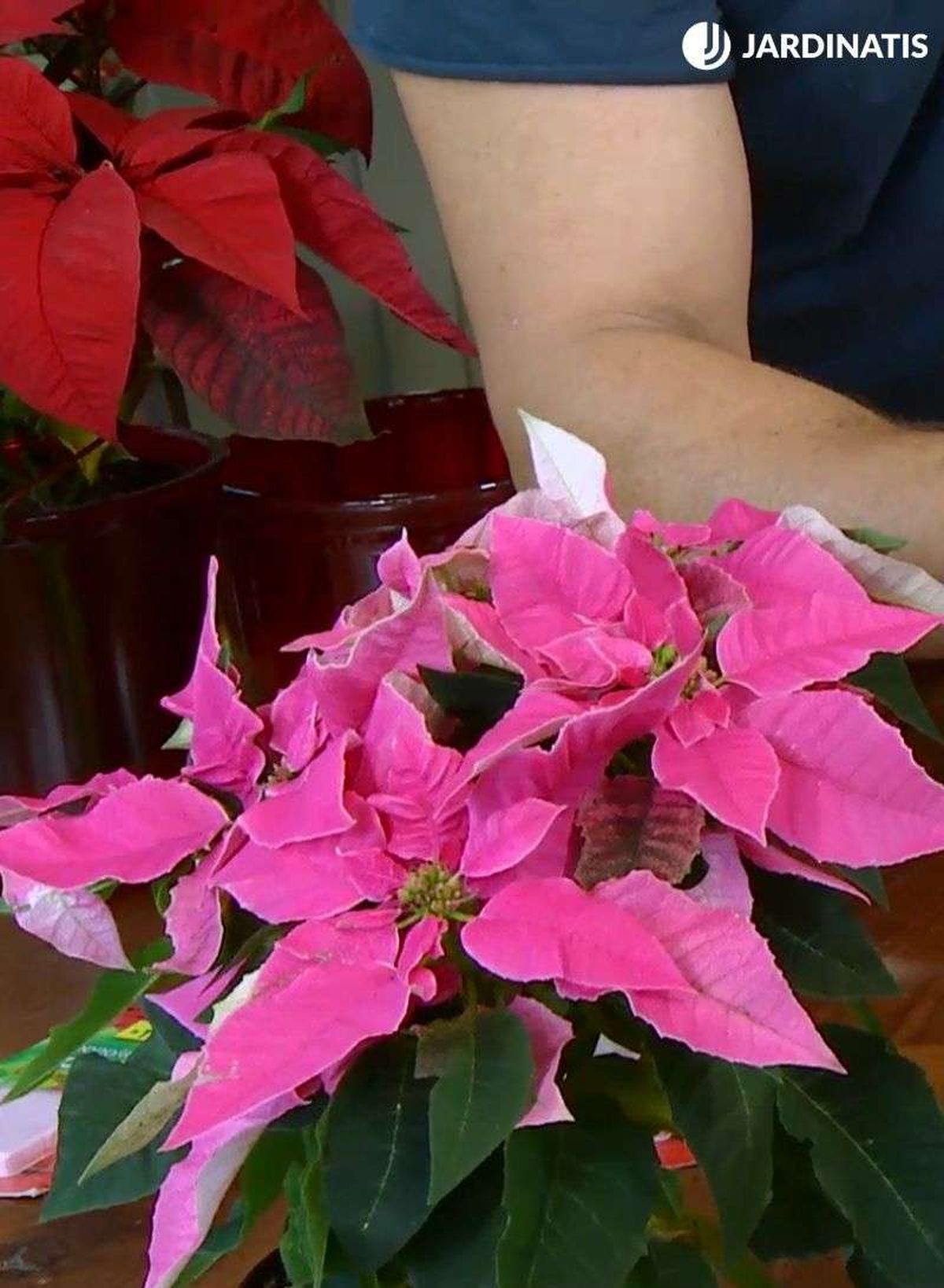 El interés por la Princettia no para de crecer