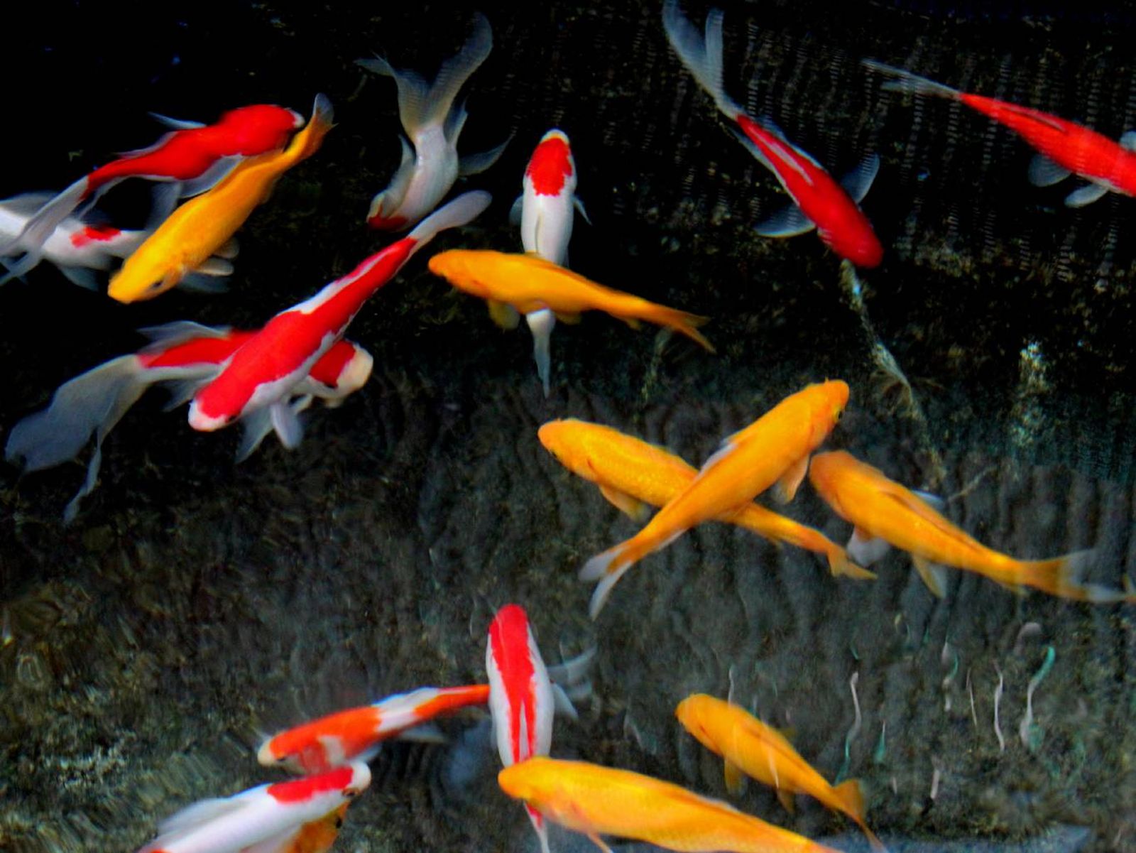Los peces de agua fría prefieren temperaturas que se sitúan entre los 16 - 22 °C.