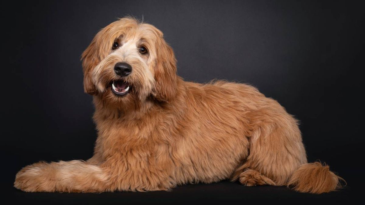 australian cobberdog xl