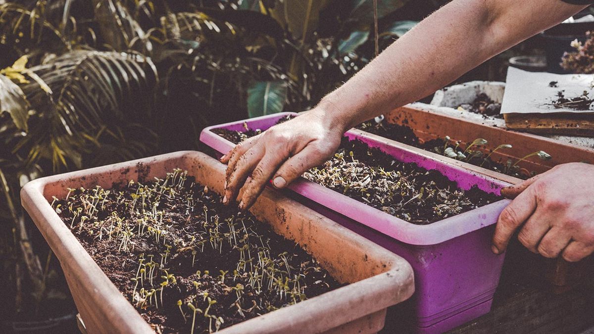 brico 1027 claves para hacer un buen semillero xl