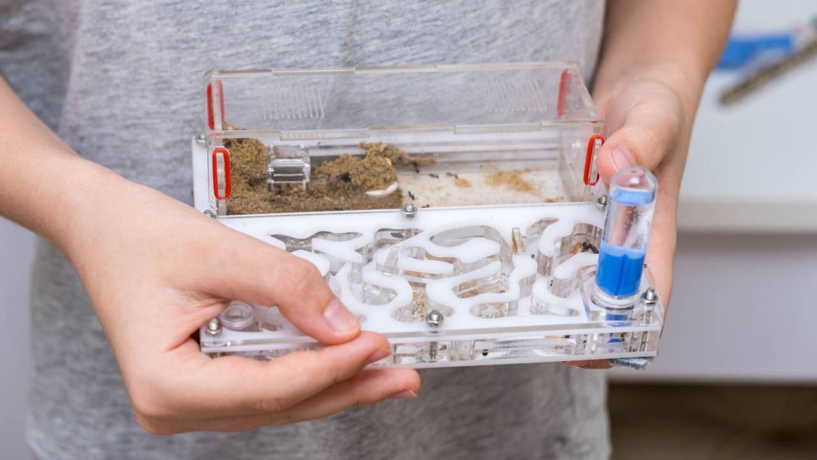 Descubre el paso a paso para construir un hormiguero casero