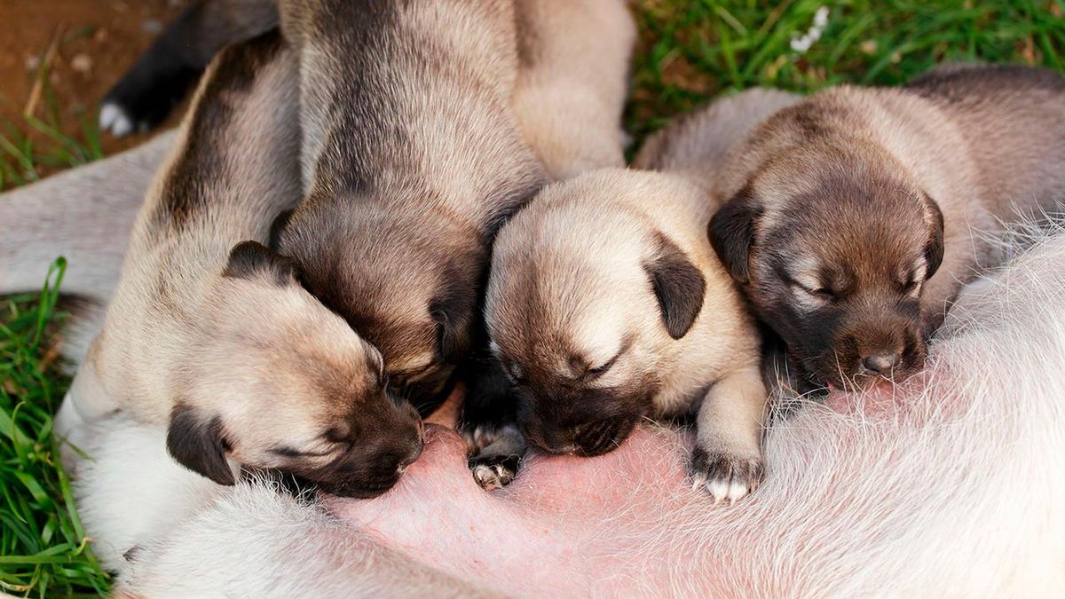 prevenir cancer mama perras 2 cachorros