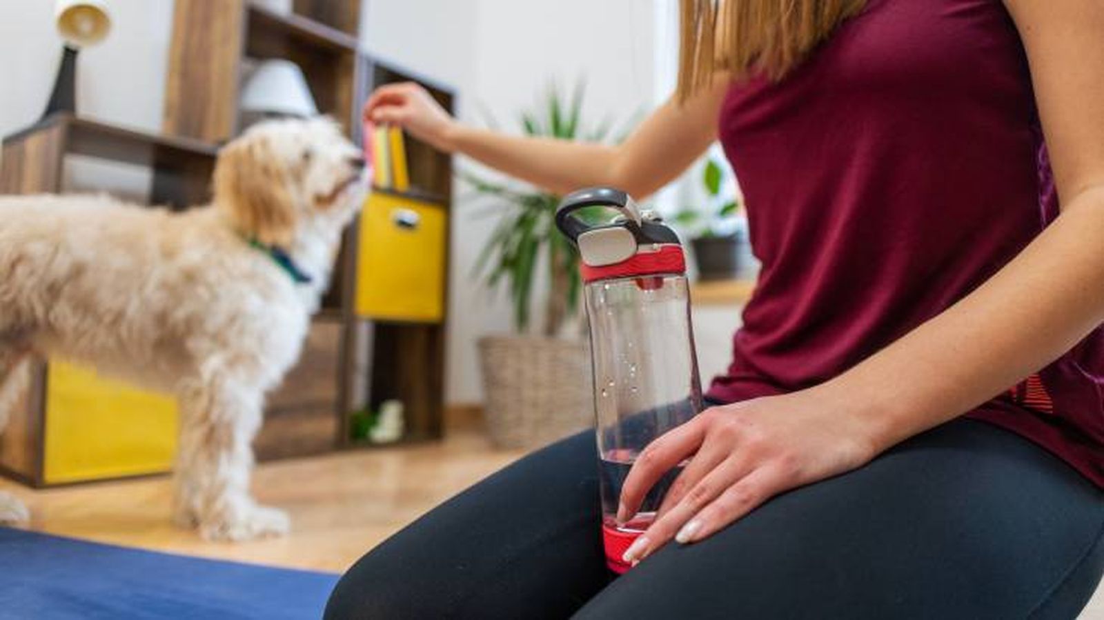 perros gordos esterilizacion soluciones