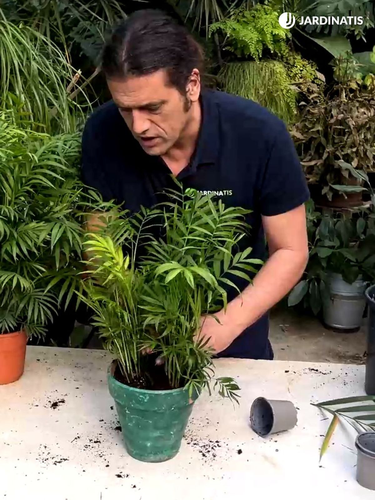 sustrato para la chamaedorea elegans