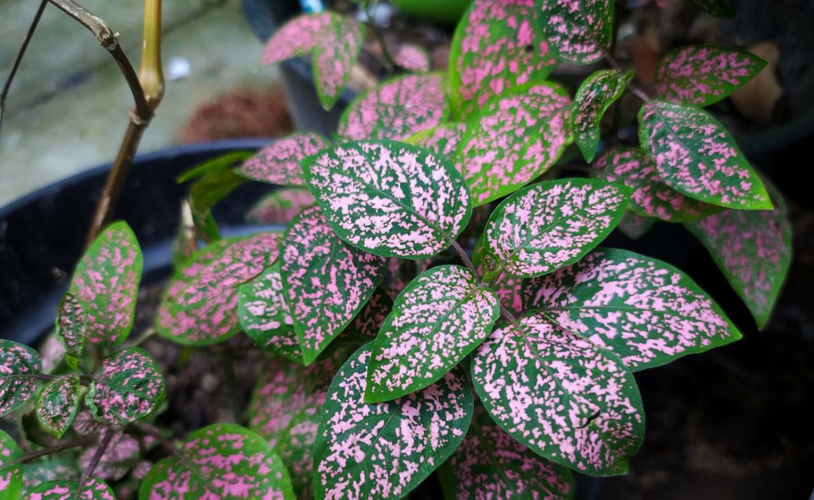 Hypoestes phyllostachya