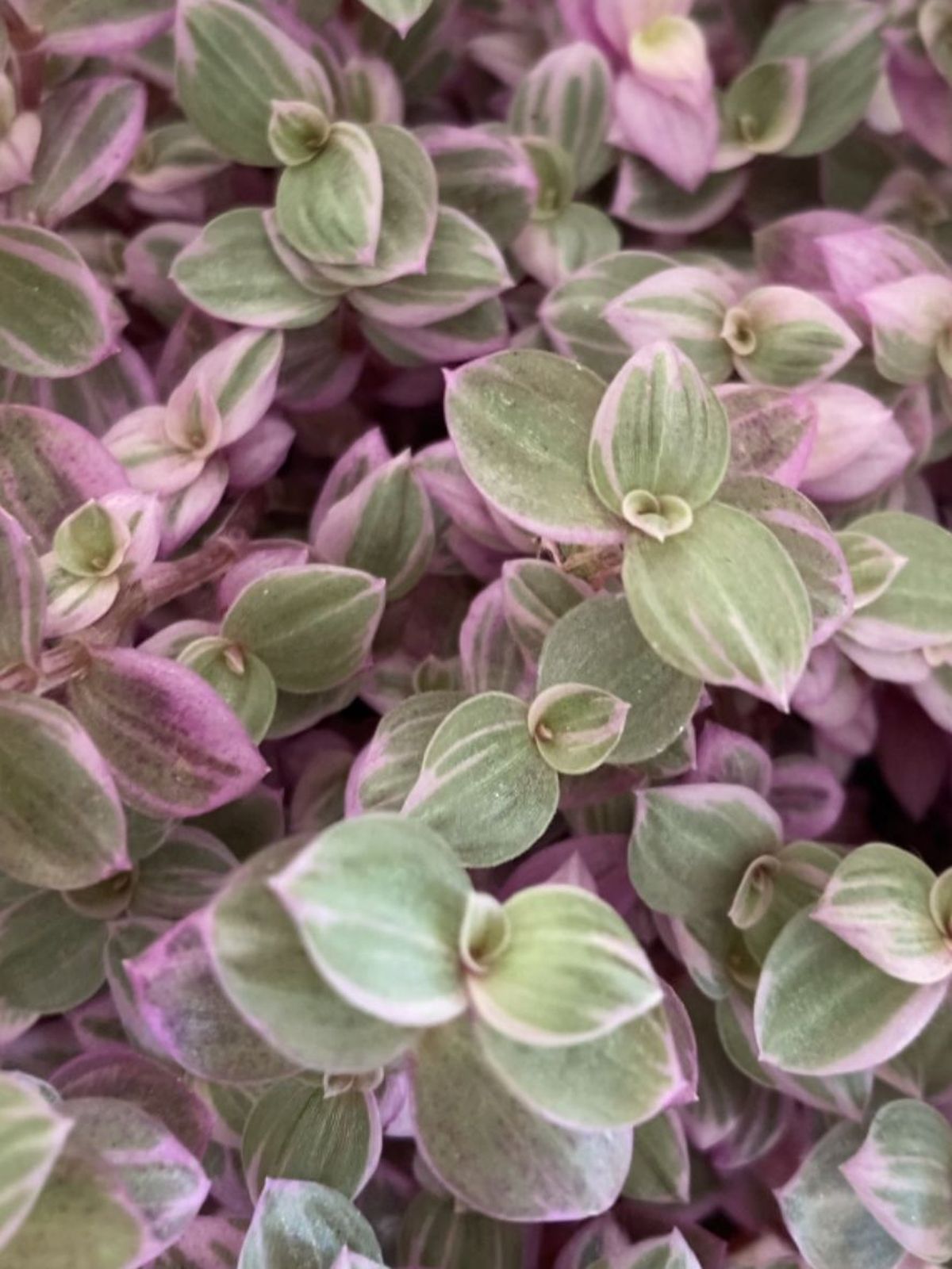 hojas de la callisia repens pink lady