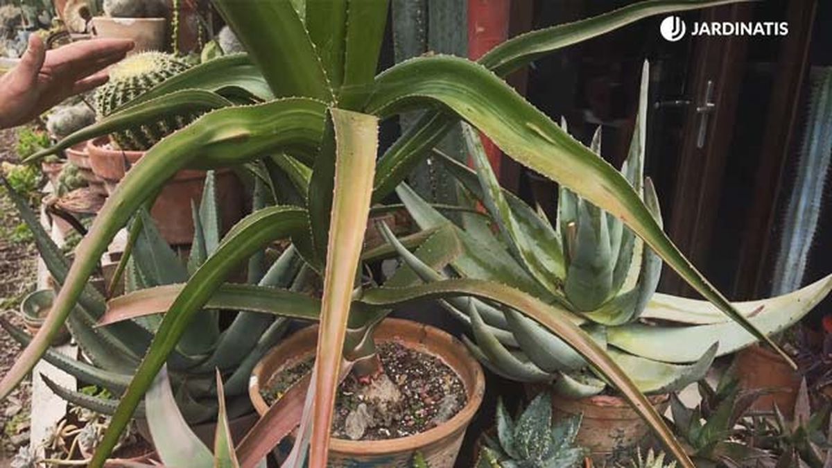 aloe arboreo coleccion inigo segurola