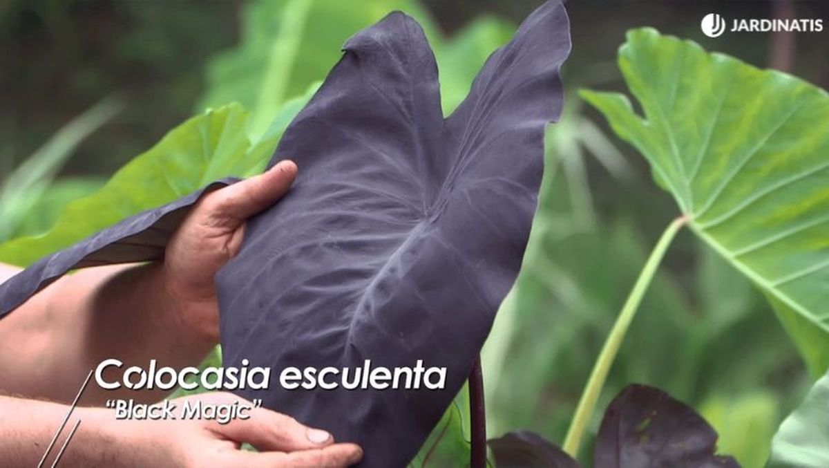 Colocasia esculenta Black Magic.