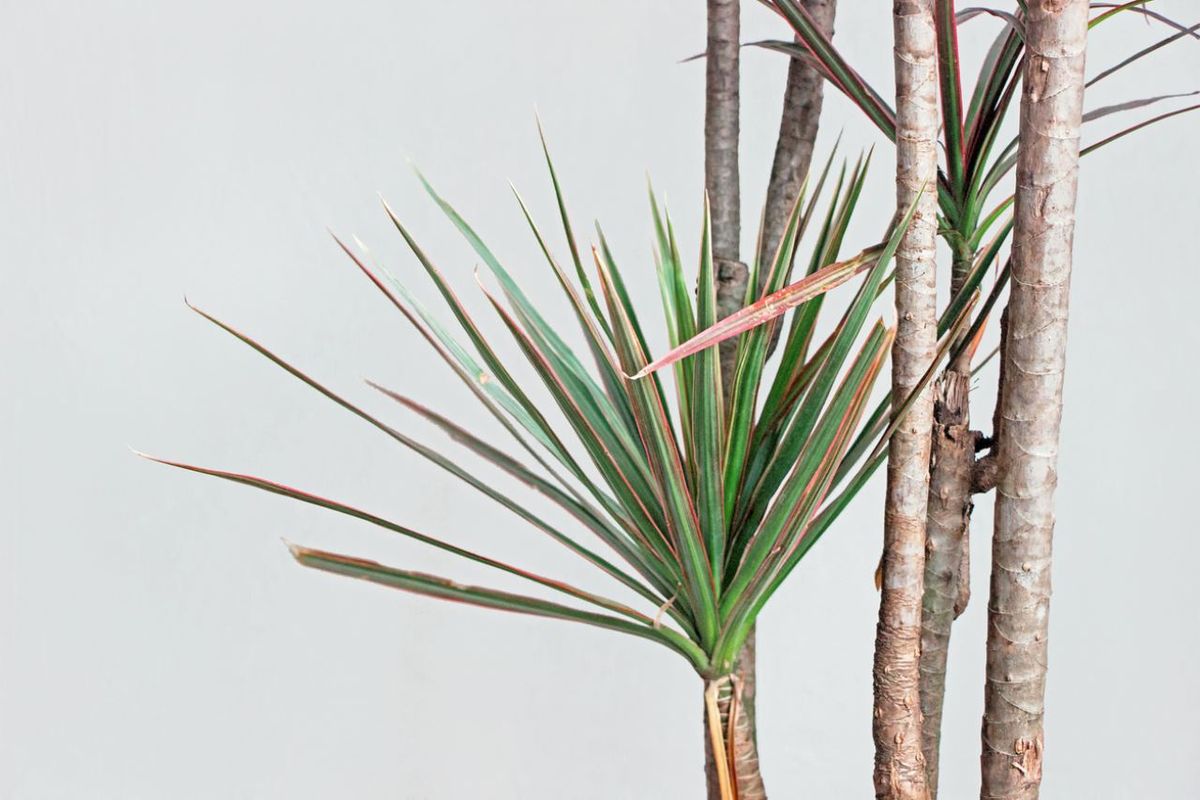 La Dracaena marginata es una planta resistente y purificadora de aire