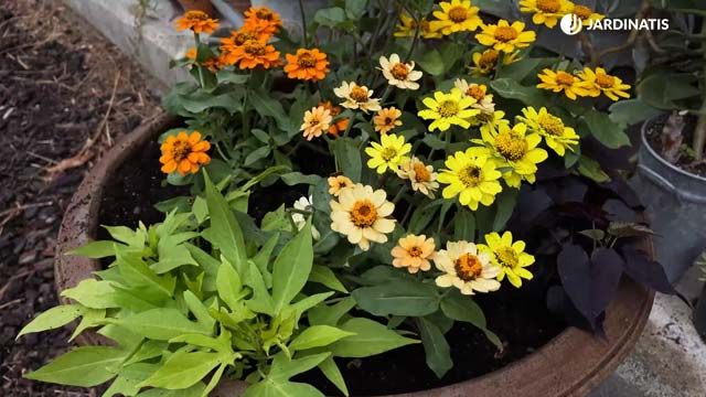 composicion boniatos ornamentales zinnias rudbeckia jardinatis 22 20