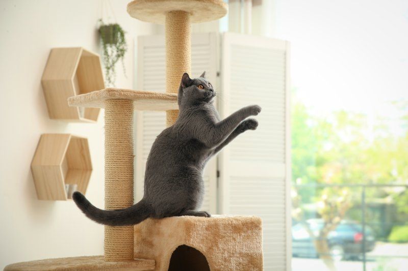 Un rascador limpio es esencial para el bienestar de tu gato