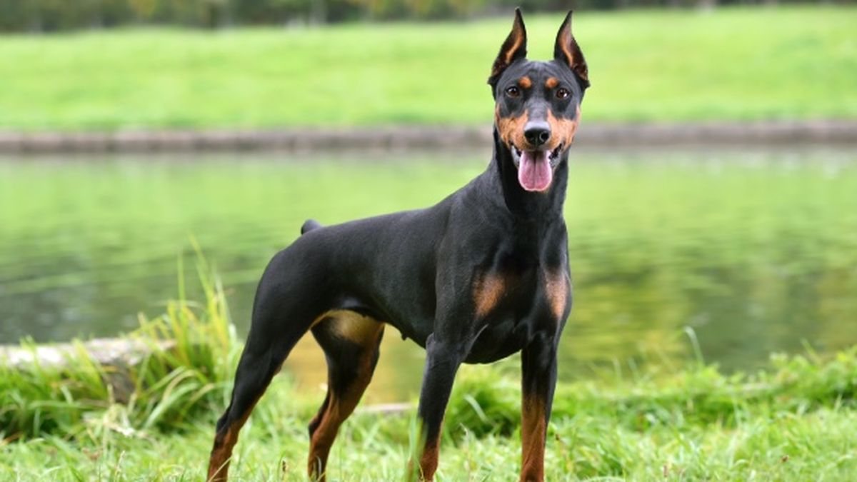 doberman 1