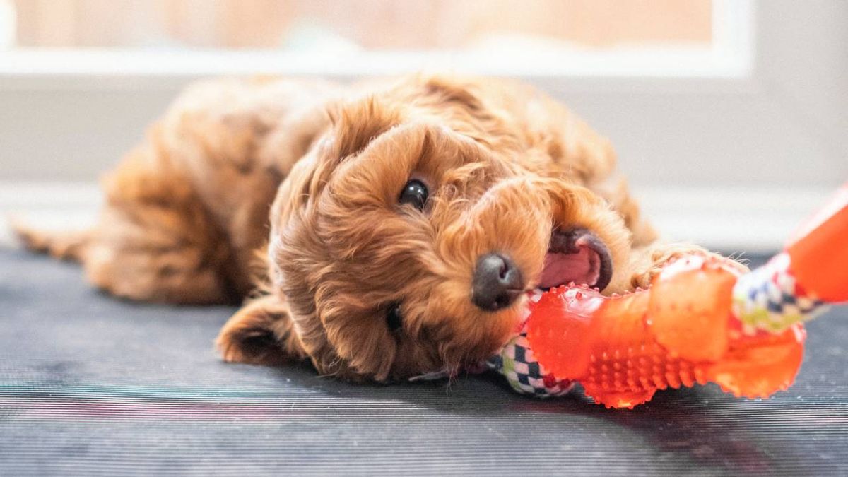 juguetes mordedores congelables perros verano