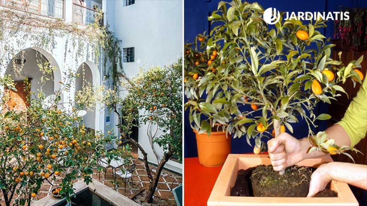 kumquat para patios de estilo andaluz