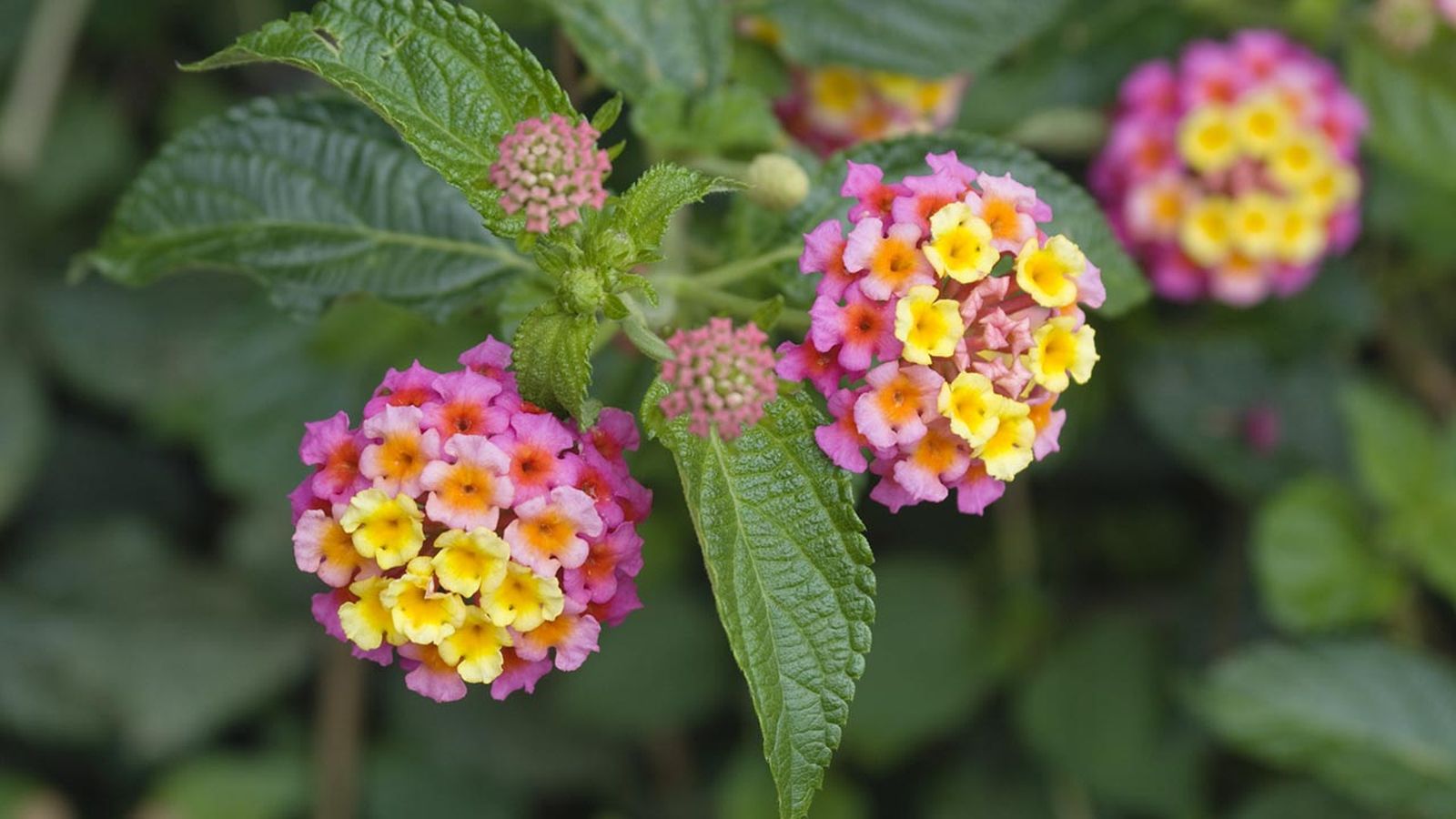 caracteristicas arbusto lantana