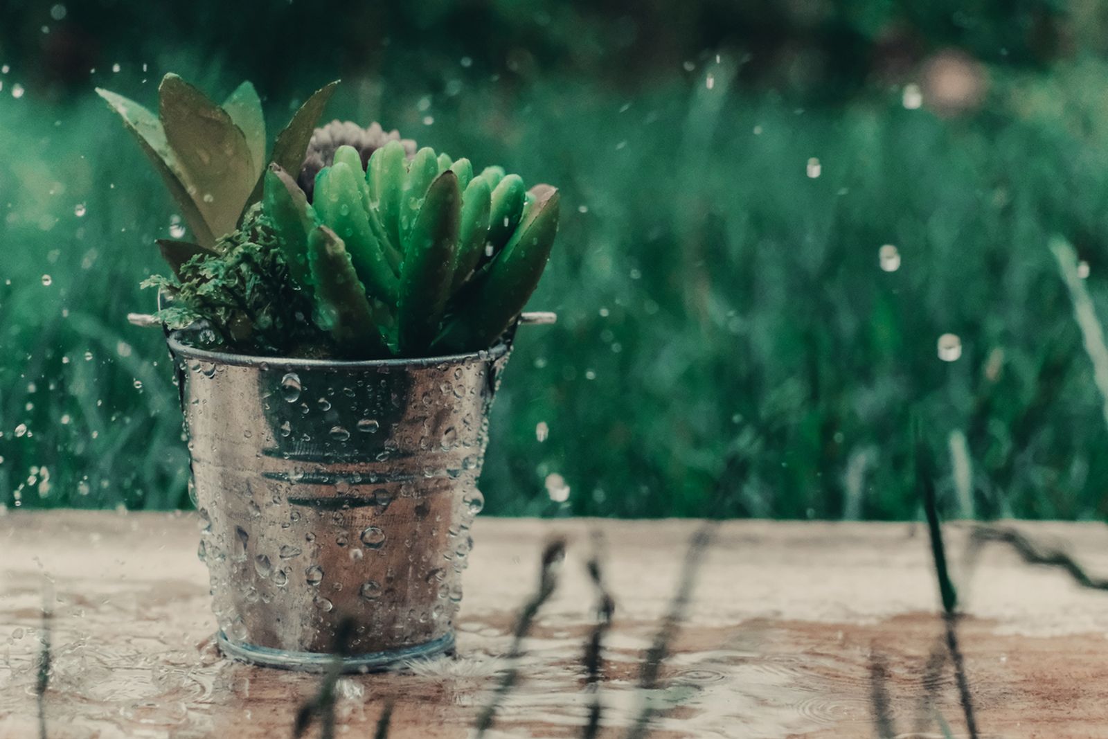 lluvia mojar planta