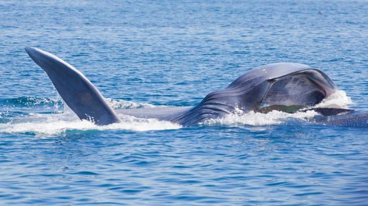 Las ballenas azules se alimentan principalmente de krill