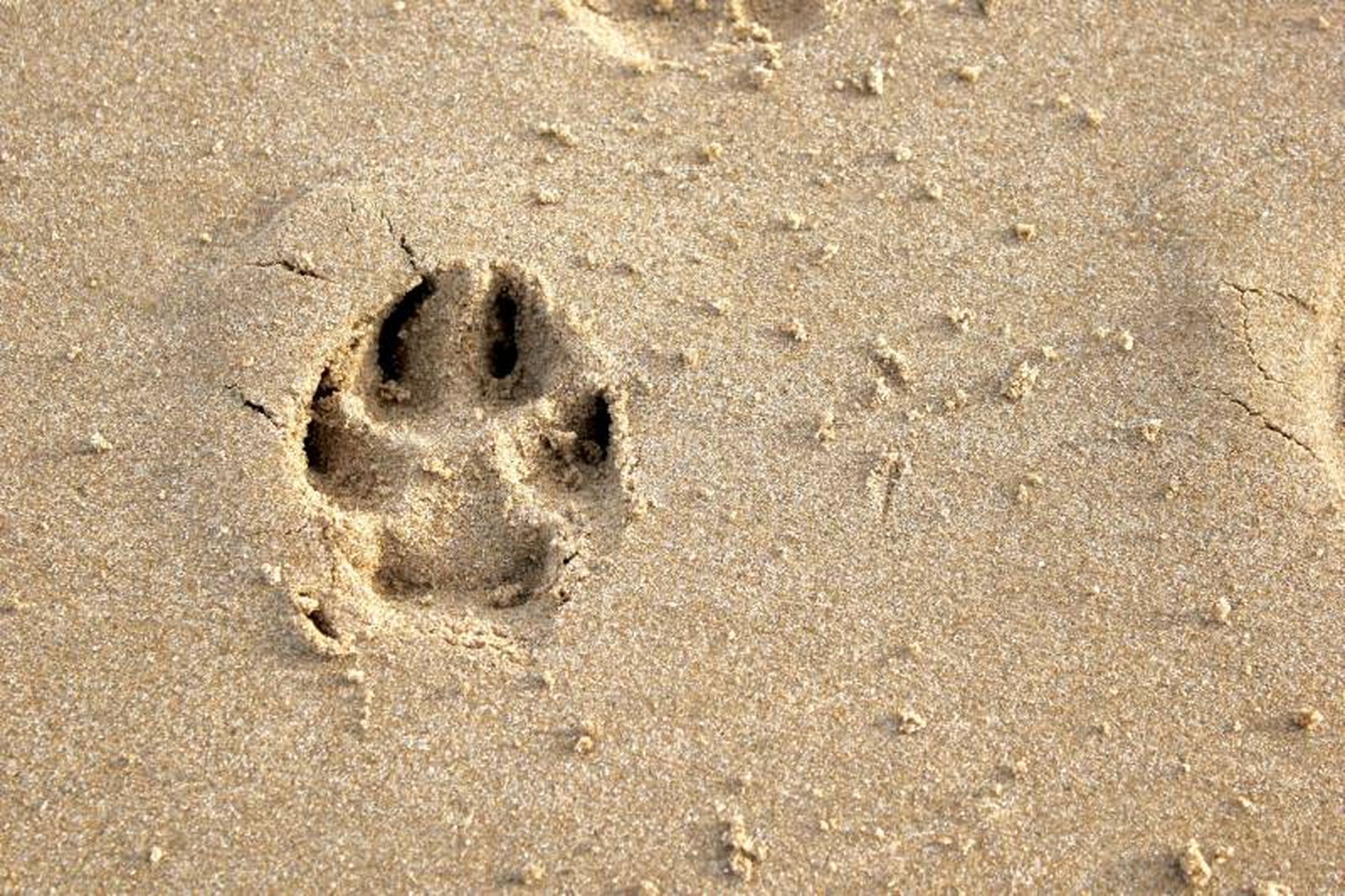 Puedes llevarte de viaje a tu mascota y alojarla en el mismo territorio donde pases tus días de descanso