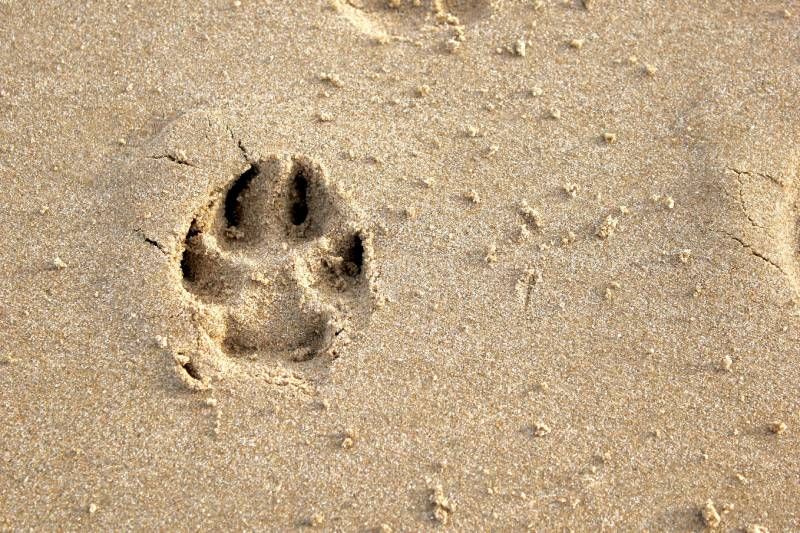 Puedes llevarte de viaje a tu mascota y alojarla en el mismo territorio donde pases tus días de descanso