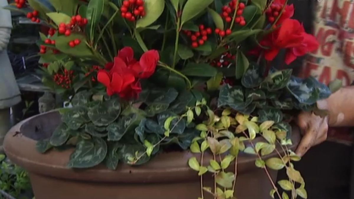 deco 413 Plantar Skimmia Japonica ciclamenes vinca minor