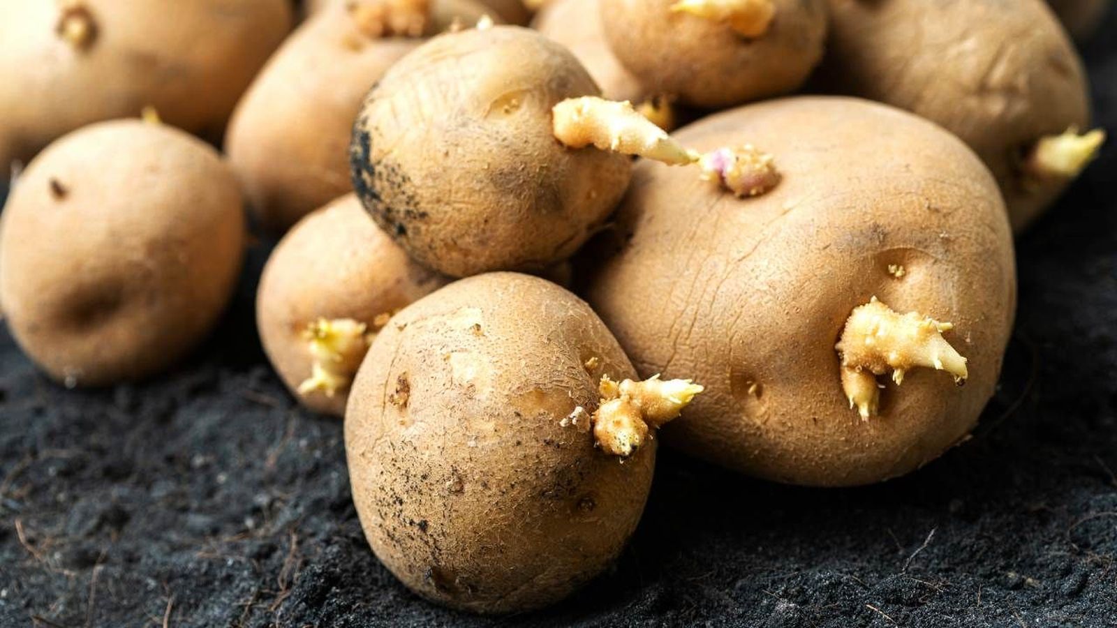 patatas brotes